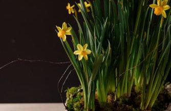 Two unique cabins wrapped in beautiful welsh scenery - Foto 51