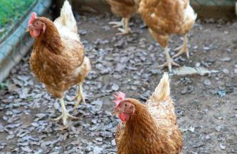 Combas Village De Gites - Foto 59