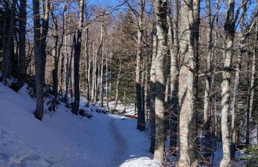 Il Nido nel Bosco - Foto 13