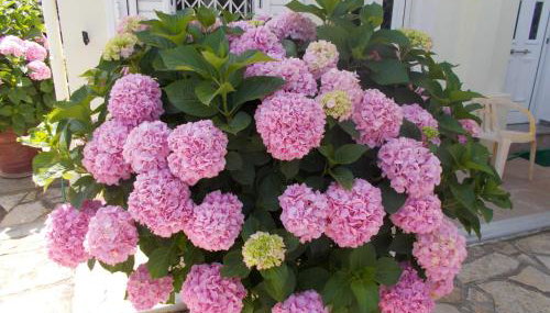 Pansion Filoxenia Apartments & Studios - Foto 3, Garden view