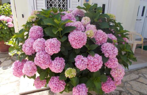 Pansion Filoxenia Apartments & Studios - Foto 3