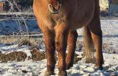 Hygge Młyńsko - Foto 24