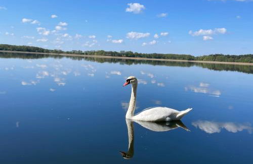 Johatsu - Między niebem a rumianem - Foto 10