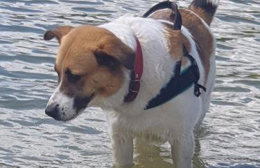 Siedlisko pod Aniołem - Foto 78