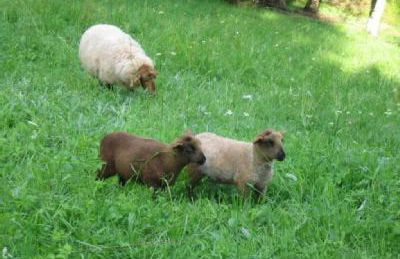 Haus am Gründel - Foto 21