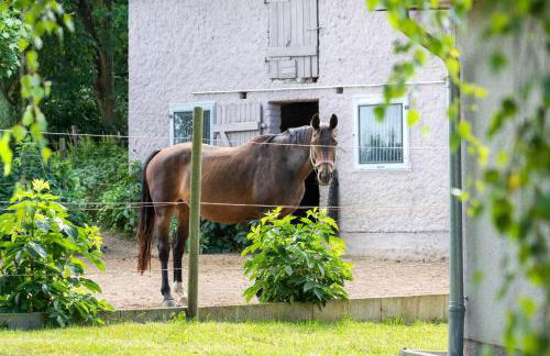 Familien Ferienhof Lucky bei Kühlungsborn OFC 08 - Photo 32