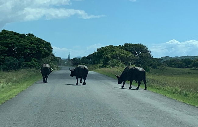 St Lucia Palms - Foto 44