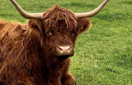 Historical North Cottage in Old Deer - Photo 29