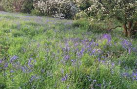 The Burrow - Foto 29