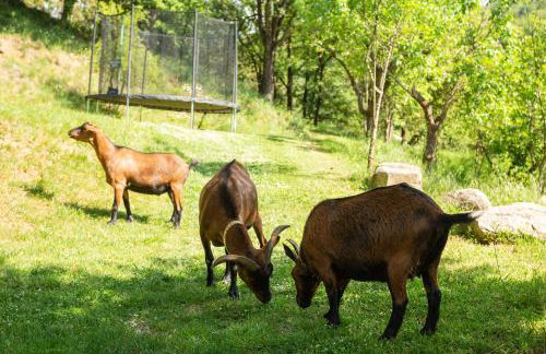 Ca la Montse - Photo 32