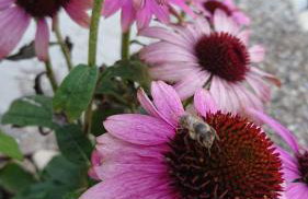 Ferienwohnung Schmied - Foto 17