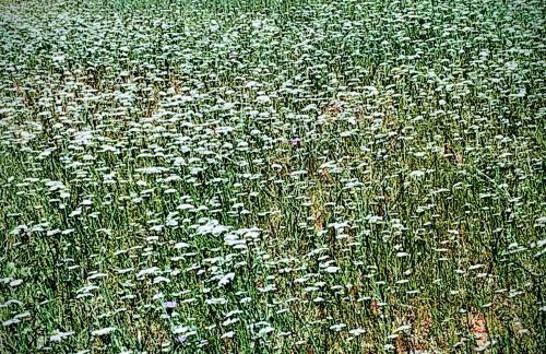 Suite of light rooms - Foto 42