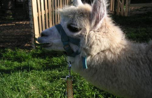 Natur-Aktiv-Hof Thiem - Foto 40