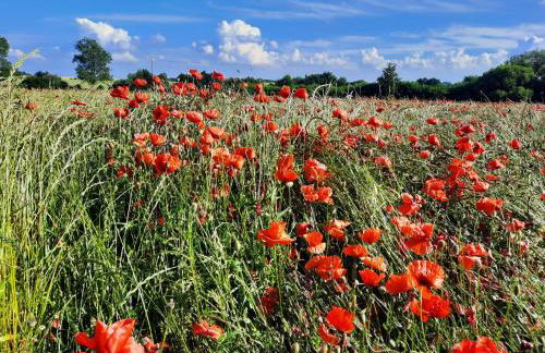 Ostseerauschen - Foto 57