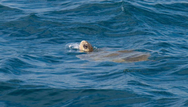 Huatulco Bay Cruise - Foto 5
