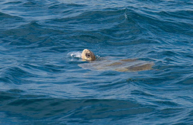 Huatulco Bay Cruise - Foto 5