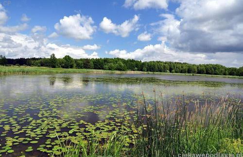 Drewniany Domek w Zakątku Andrzeje Śniczany 18 - Photo 39