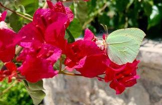 Aggelos and Thisbe Chania Suburbs Sea View Guest House - Foto 47