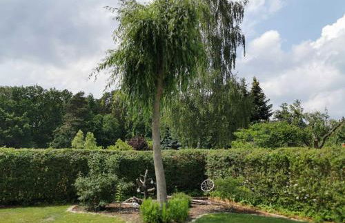 Big Mama's Home - Foto 9