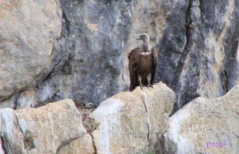 Alojamiento aguasblanquillas - Foto 37