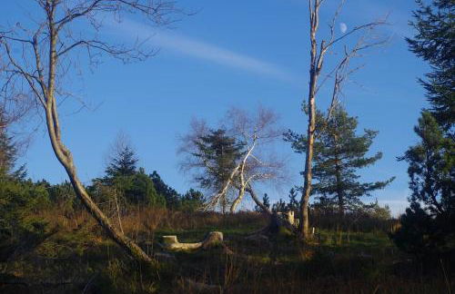 Natur pur im Nationalpark Schwarzwald - Foto 19
