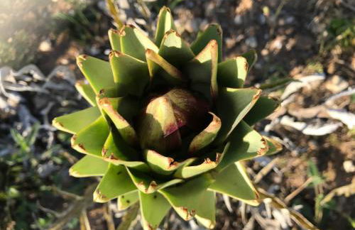 Masseria Prosperi - Photo 130