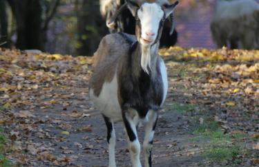 Jeżynowy Domek - Sulistrowice - Photo 38