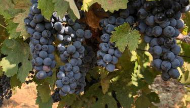 Delilah Ridge Winery Mid Mod Guesthouse - Photo 5