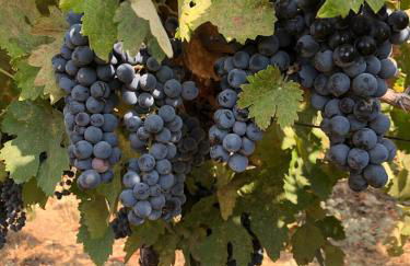 Delilah Ridge Winery Mid Mod Guesthouse - Foto 5