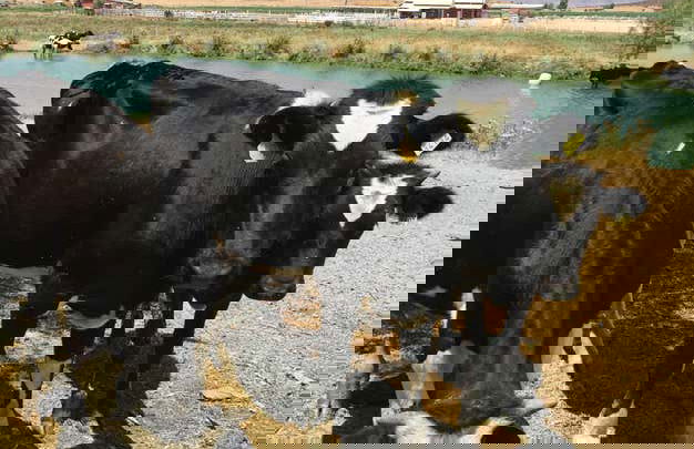 Ensenada Wine & Cheese Tasting - Foto 7