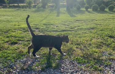 Jeleńczówka Alte Dorfschule - Foto 32