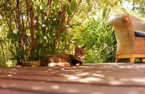 Willa pod Lipami - Photo 15