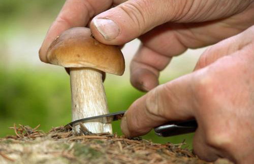 Ferienwohnung Waldstraße - Foto 42