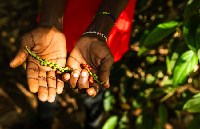 Stone Town, Prison Island & Spice Farms Tour - Foto 7
