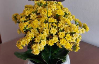 Apartments Tonći - Photo 6