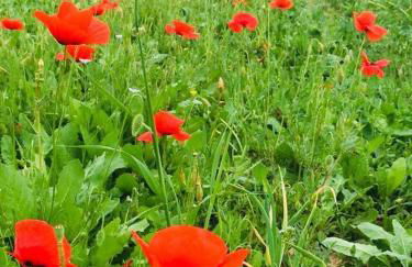 La Collina Degli Ulivi - Foto 35