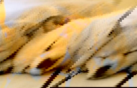 Ponta Village Karuizawa - Foto 36