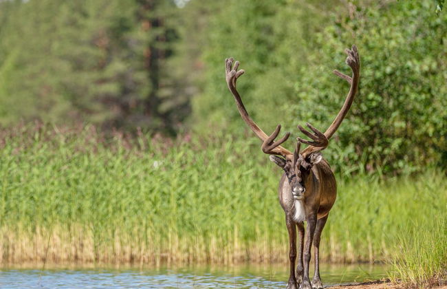 Urpola riviera - Foto 33