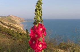 Villa Alfonso con vista mare - Foto 79