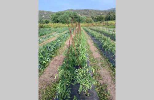 Maison typique de campagne au cœur de la nature . - Foto 11