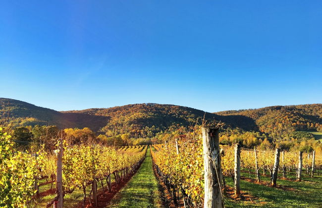 Afton Mountain Vineyards - Foto 17