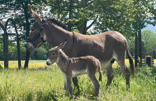 Quinta do Areal - Foto 74