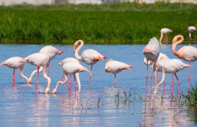 Da Assunta - Foto 28