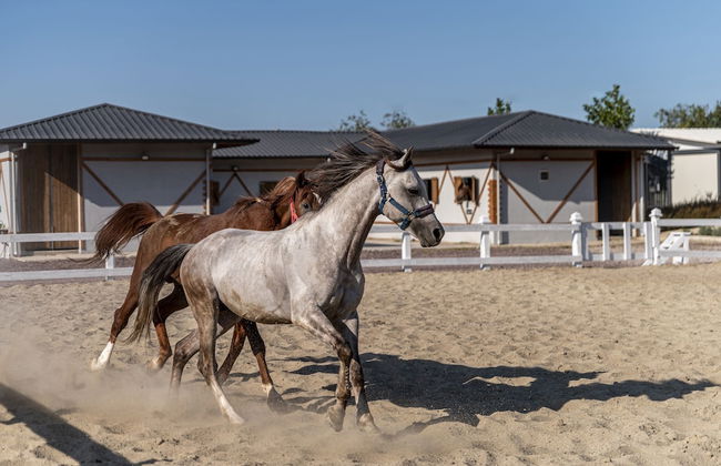 Aronia Bungalow - Photo 55