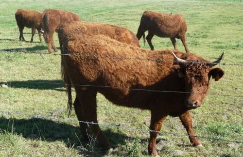 Maison proximité station de ski le lioran - Photo 16