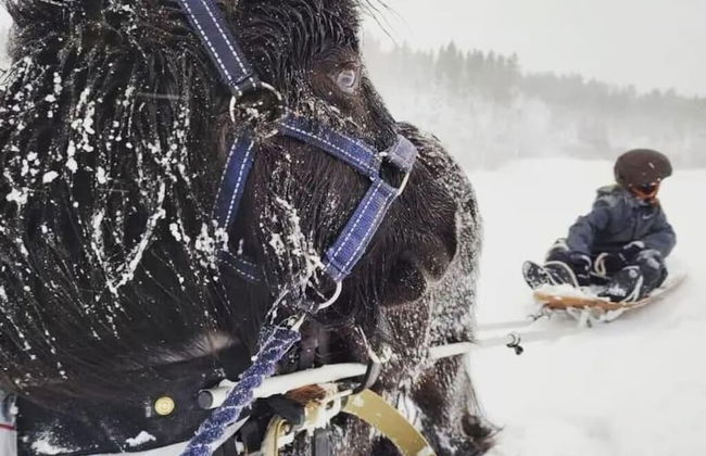 Charming 6 Bedroom House & Horse Farm - Sleeps 12 - Foto 17