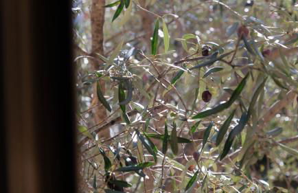 Villa Il Casale Onifai- Piano Terra - Foto 25