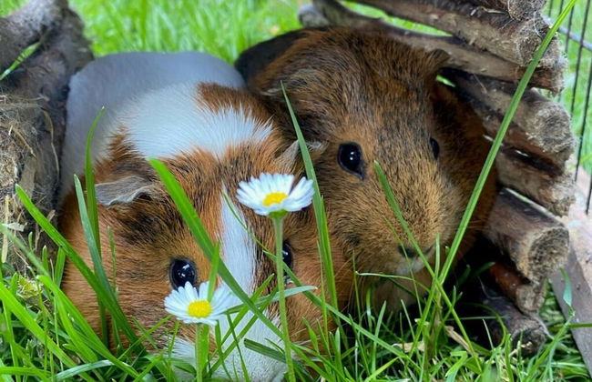 Farm Ferienhof Albert - Photo 34