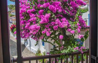 The Bougainvillea - Foto 1