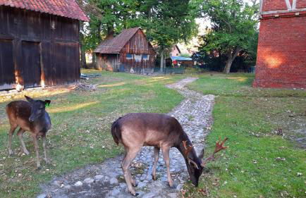 Ferienwohnung am Wildgehege - Foto 16